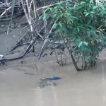 PEMUDA MENJADI KORBAN PREDATOR DI SANTAN ULU