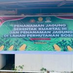 PENANAMAN JAGUNG SERENTAK BERSAMA POLSEK MARANGKAYU